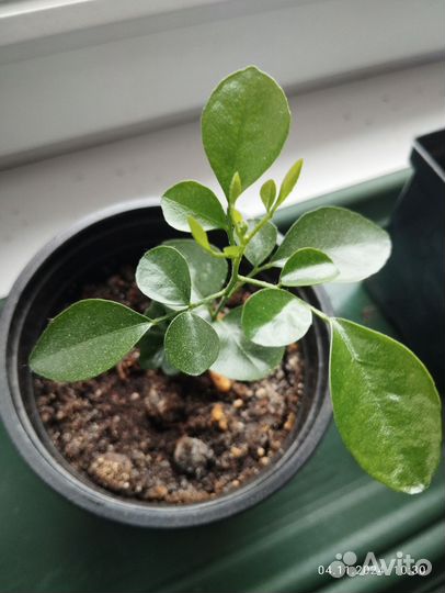 Мурайя саженец