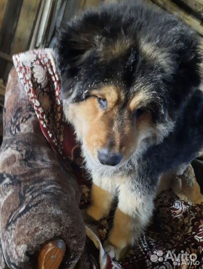 Собака в добрые руки отдам бесплатно