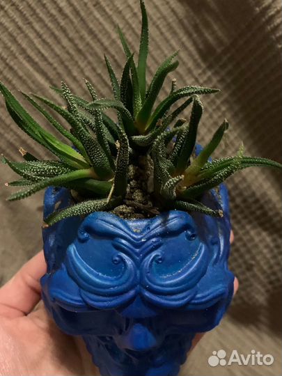 Череп из гипса, кашпо, хавортия