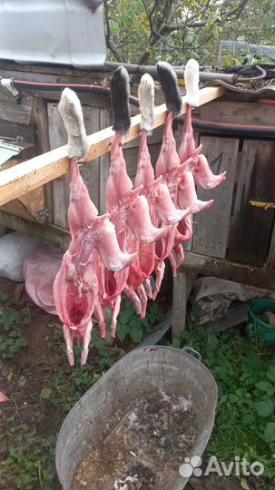 Продаю кролики