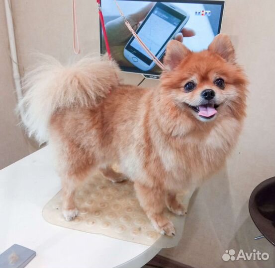 Стрижка(груминг) собак йоркширский терьер, шпиц