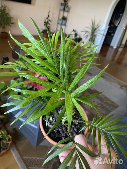 Комнатные растения