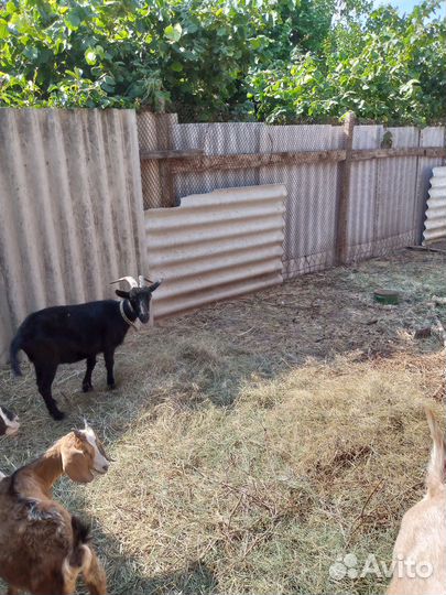 Продам козу и козла