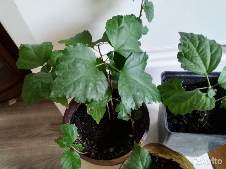 Сортовые гибискусы древовидные Сирийские, Болотные