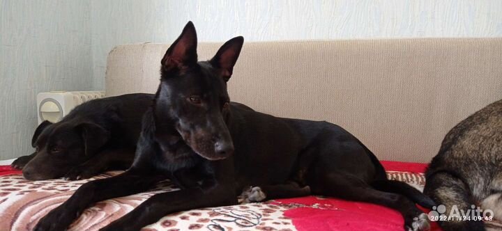 Собака в добрые руки