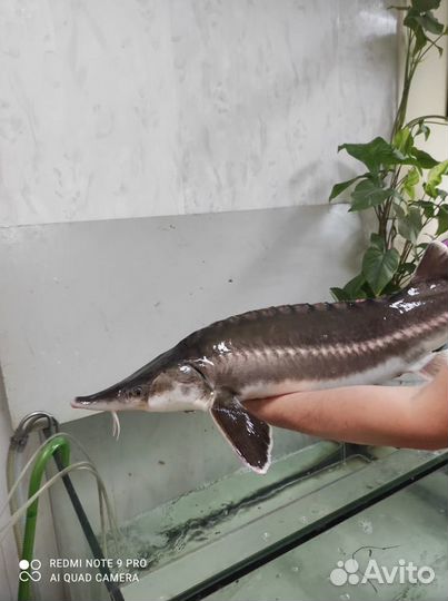 Живая рыба карась, карп,бестер(осетр)