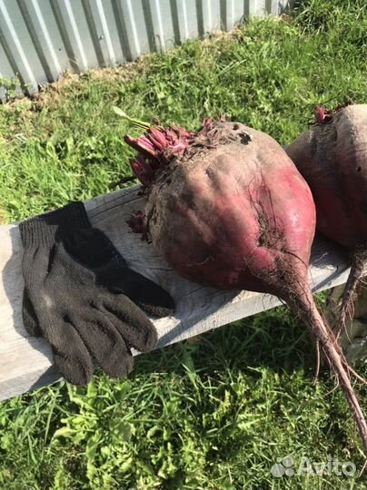 Свёкла свежый урожай