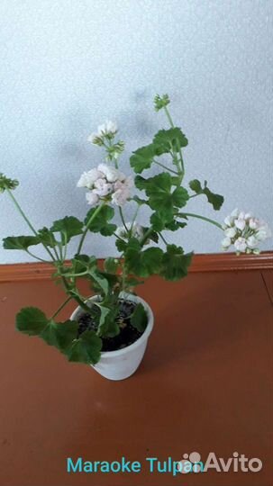 Пеларгония тюльпановидная