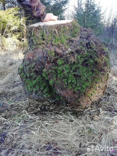 Кап березовый