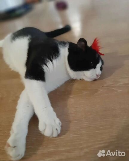 Огромный кот в дар