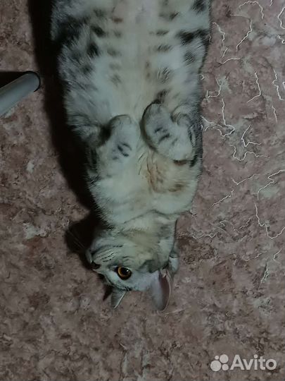 Шотландская кошка