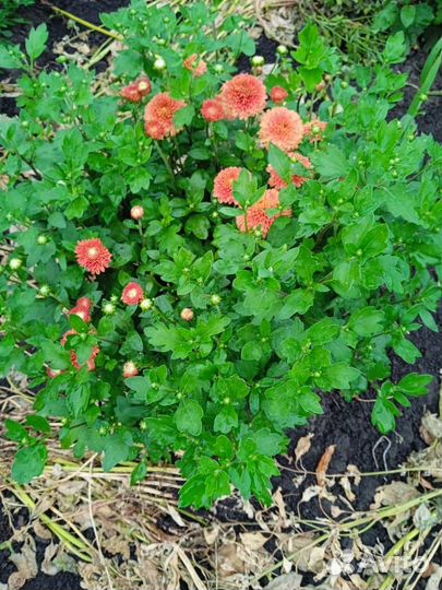 Хризантема