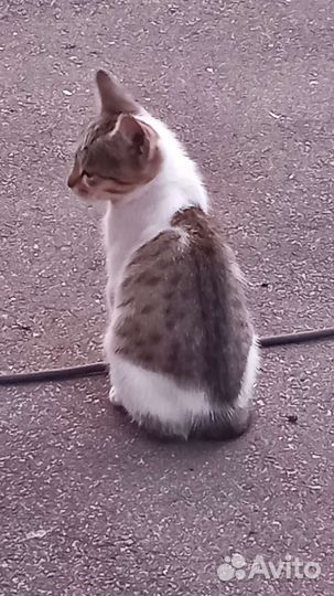 Котик в дар бесплатно