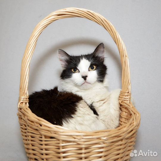 Котик сибирячек - добрячок ищет дом в дар