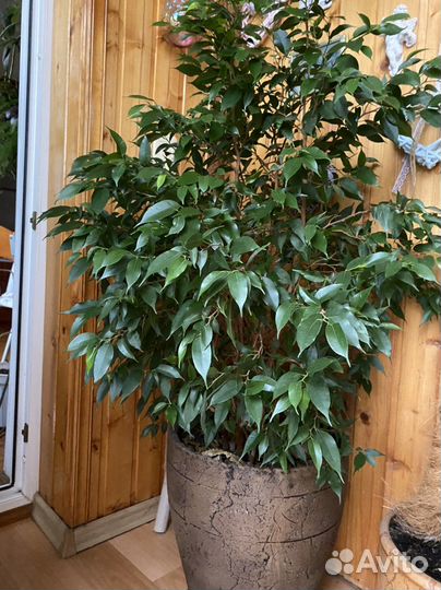Фикус бенджамина большой