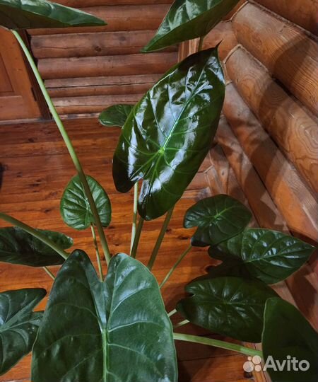 Алоказия венти