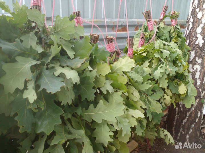 Банный веник