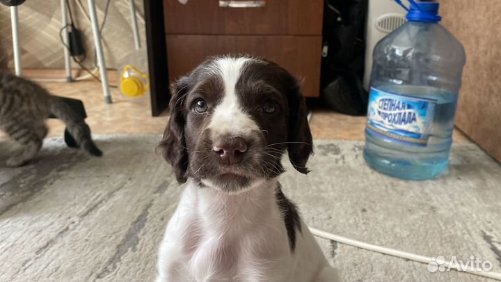 Русский спаниель