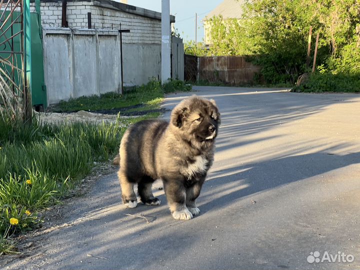 Продам кобеля