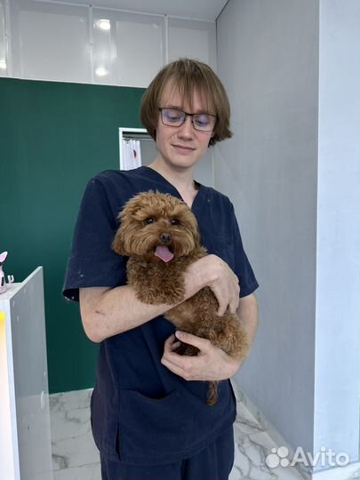 Мальтипу кобель на вязку