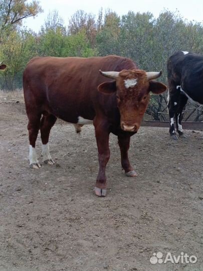 Бык живым весом