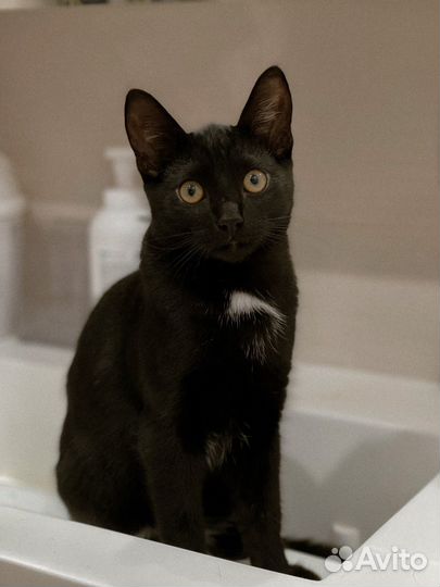 Котята бесплатно