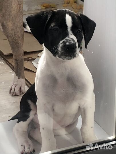 Стаффордширские щенки