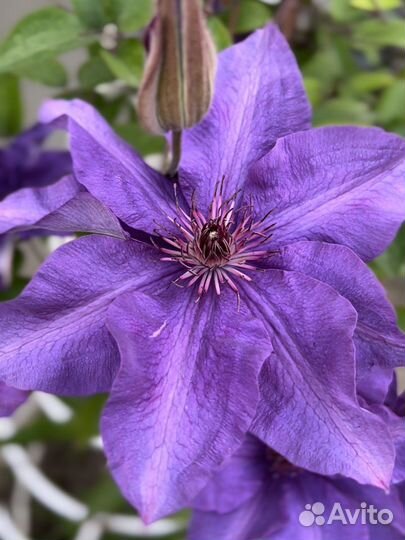 Цветы. Климатисы