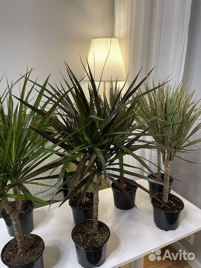 Пальма драцена