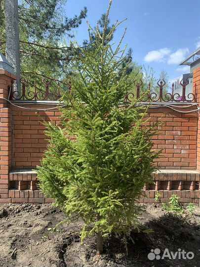 Саженцы пихты, ели, сосны до 3м