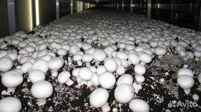 Готовые компостные грядки шампиньонов купить в Омске | Товары для дома ...