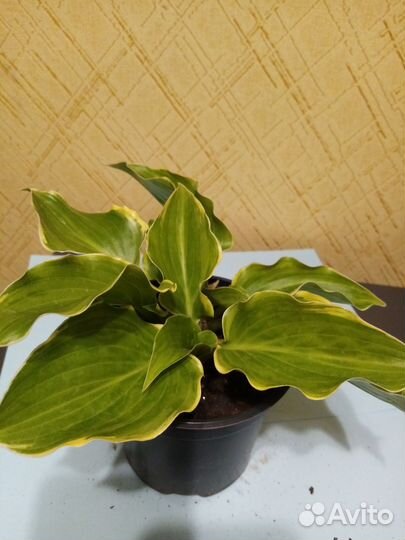 Хосты 8 видов часть 2