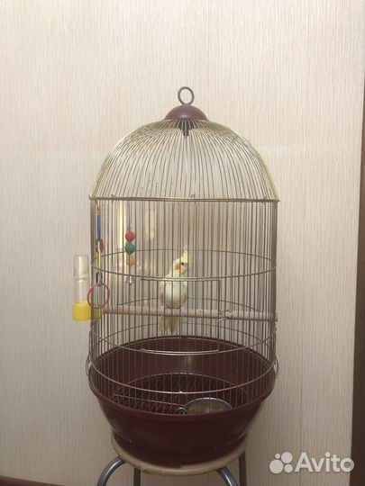 Продается попугай Корелл с клеткой, возраст 5 мес