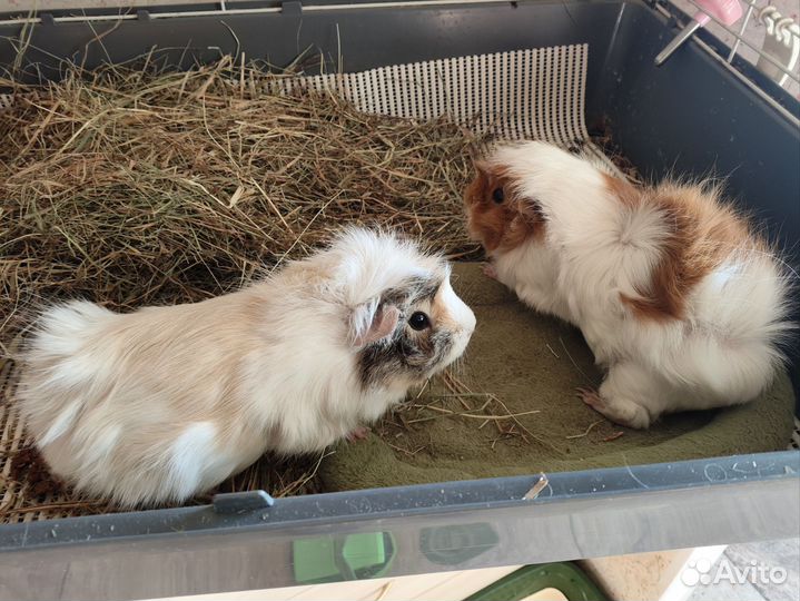 Морские свинки с клеткой