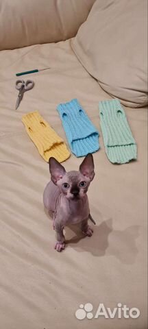 Кофта для котят