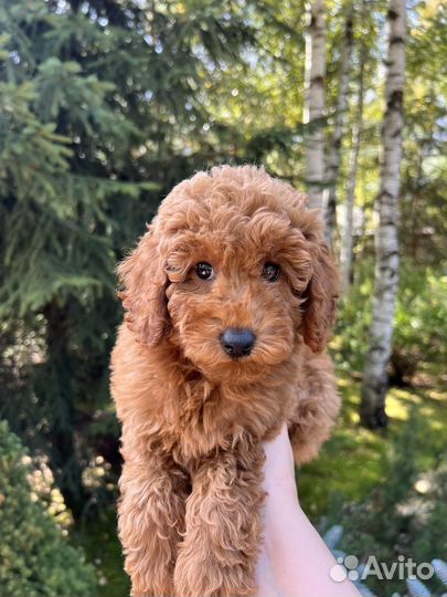 Той-пудель РКФ девочка Редбраун