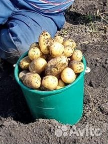 Картофель отборный