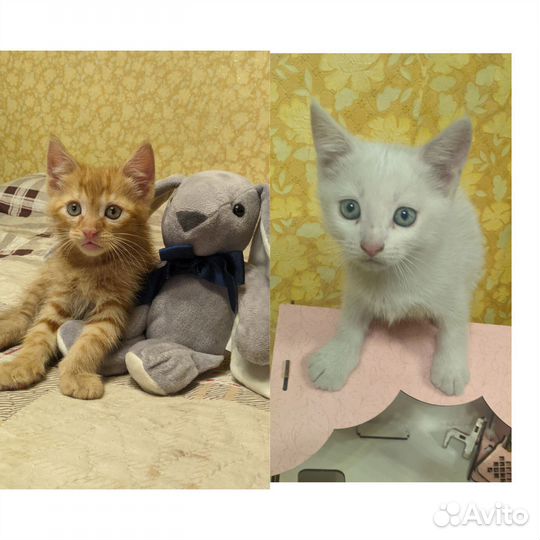 Котята в добрые руки бесплатно коты