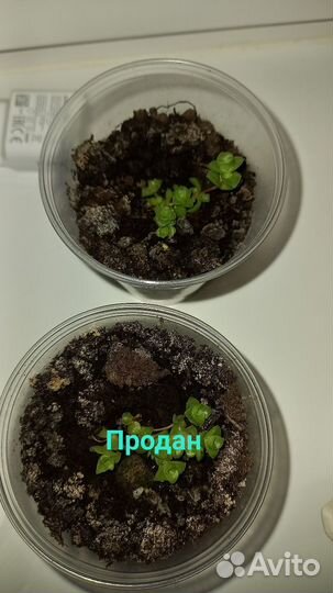 Крассула социалис