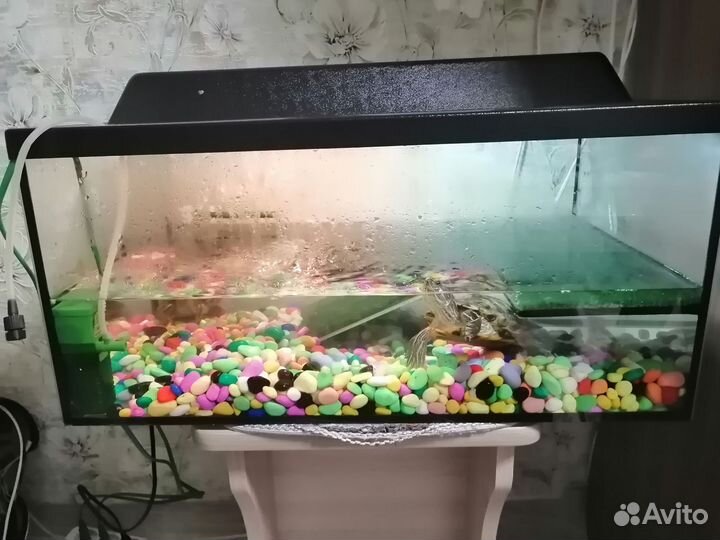 Аквариум с черепахами