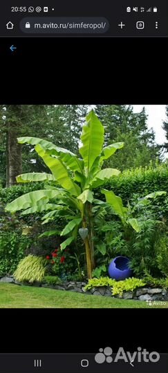 Банановая пальма