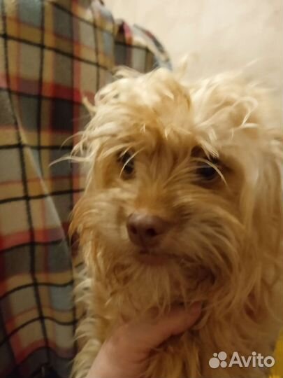 Маленькая собака