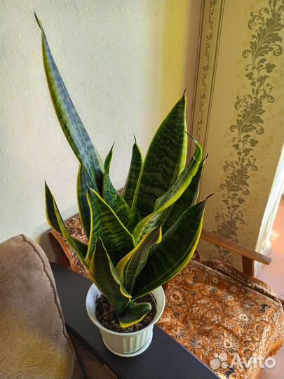 Сансевиерия