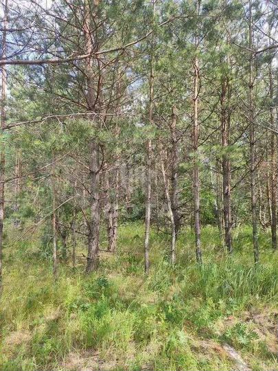 Участок 15 сот. (ИЖС)