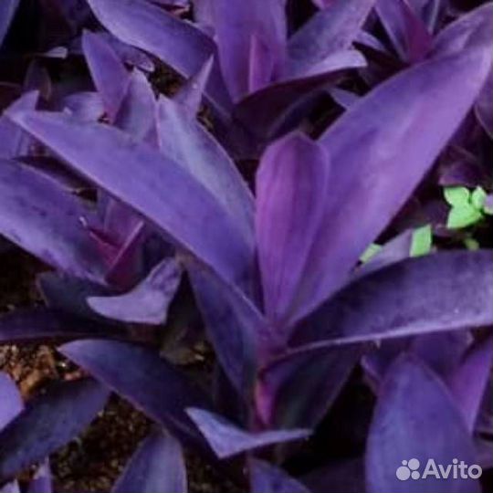 Комнатные цветы.Филодендроны.сингониумы