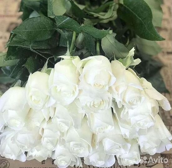 Высокие розы Гигантские розы 110