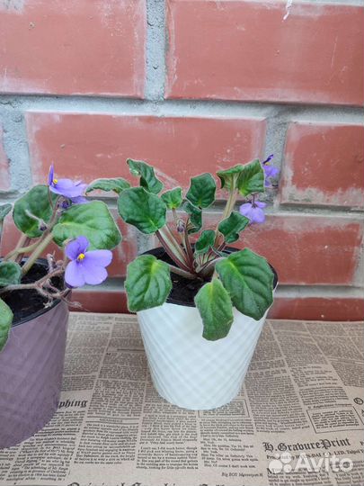 Фиалки цветущие в горшке