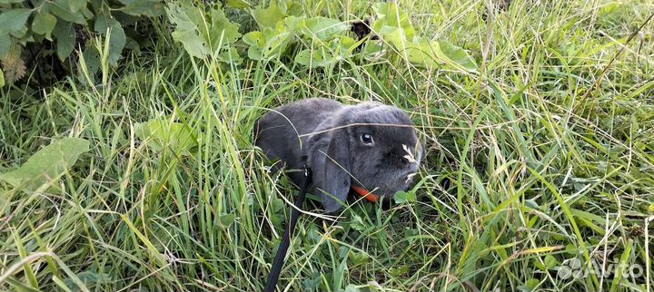 Кролик в аренду