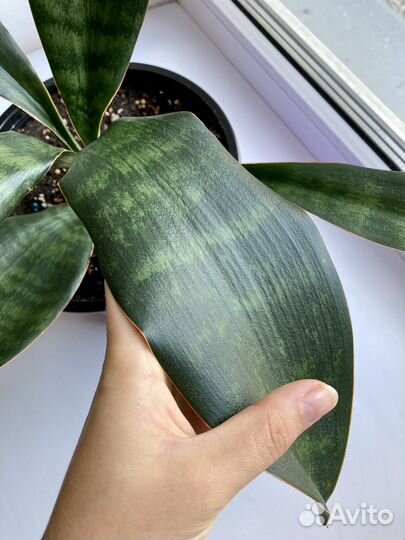 Сансевиерия Грандис