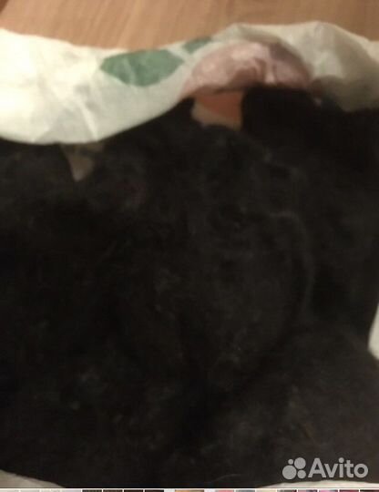 Шерсть собачья